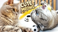 CUTE CATS Play Fun with Dad & Kuma with Yuki Testing New Toys for Cats | CatVLOG Episode #25