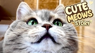 Cute Cat's Adventures Play Fun with REAL Kitten's in the Vlog | Funny MEOWS stories #20