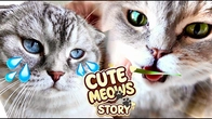 Cute Cat's Stories of MEOW'S Play Fun time with Grass & Vacuum Cleaner | Catvlog #14
