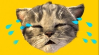MY CUTE LITTLE KITTEN ADVENTURE OF A LITTLE CAT Best Learning cartoon for babies #cutecat