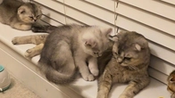 Mother cat is like all mothers A cat can feed her kittens anywhere and anyhow
