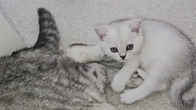 Dad cat and mom cat raise kittens differently
