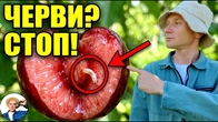 ЧЕРЕШНЯ ТА ВИШНЯ ЧЕРВИВІ? Треба було зробити ОСЬ ТАК!