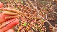 Фундук. Где женские и мужские цветы.