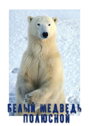 Белый медведь полюсной