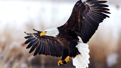 Стадо слонов