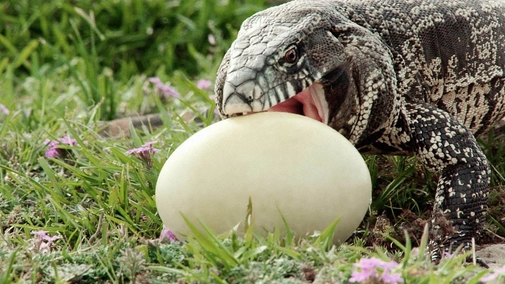 Wild Galapagos