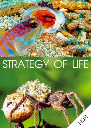 Strategy of Life UHD HDR