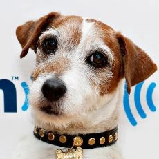 Uggie