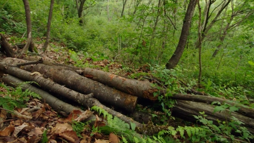 Стратегия выживания