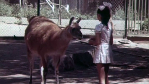 Лето в зоопарке