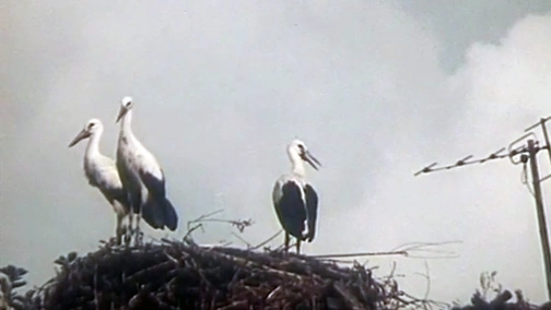 Що у Сеньки було