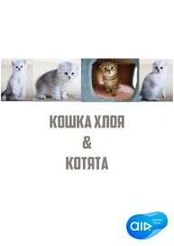 Кошка Хлоя & Котята