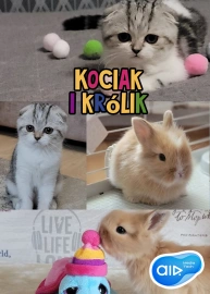 Kot, Kociak i Króliczek