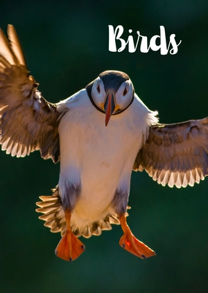 Birds