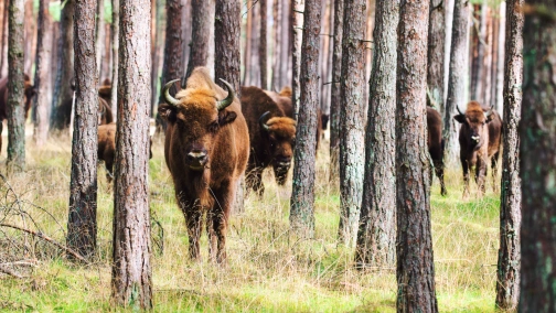 Dziki Wschód Polski