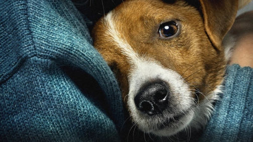 Ми, наші улюбленці та війна (жестовою мовою)