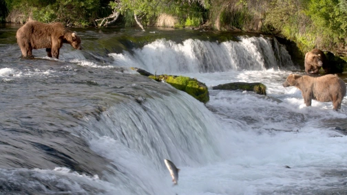 Niedźwiedzie - mistrzowie survivalu